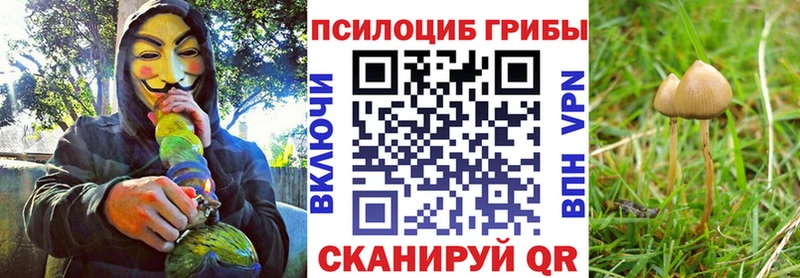 кракен ССЫЛКА  Гай  Галлюциногенные грибы MAGIC MUSHROOMS  где можно купить наркотик 